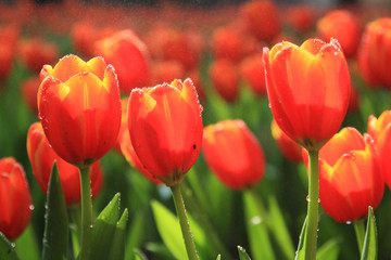 Fototapeta premium tulips