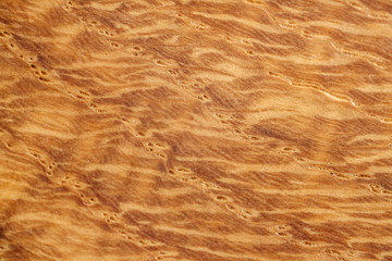 Background conceptual oak wood abstract nature landscape image macro close-up
