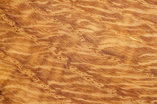 Background conceptual oak wood abstract nature landscape image macro close-up