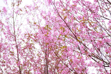 cherry pink blossom isolated