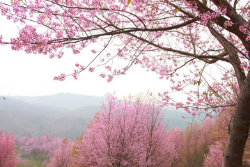Obraz na płótnie Canvas cherry pink blossomon on mountain