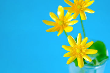 Buttercup Flower close up on blue background, ready card, copy space for text
