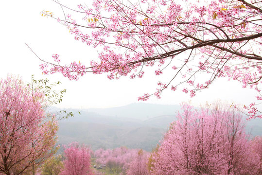 cherry pink blossomon on mountain