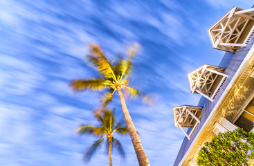 Palms at the wind, Key West