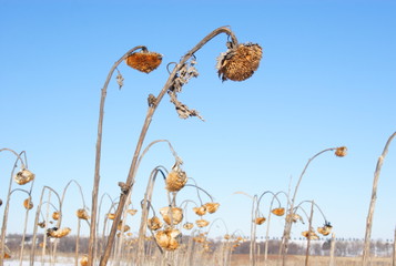 Sunflower field