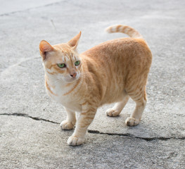 red cat, walking towards camera. Animal portrait.