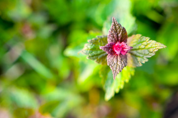 Purple dead-nettle wild flower leaves