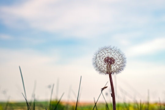 Summer love A dandelion flower puff with cloudy sky background