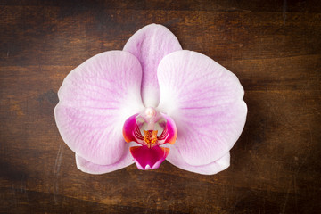 Pink streaked orchid flower (Phalaenopsis) on wooden background