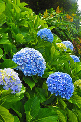Hydrangeas growing on the island of san Miguel