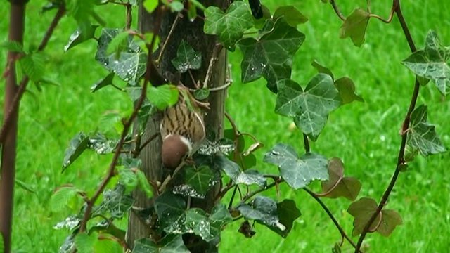Ein Spatz piekt Wassertropfen von den nassen Efeubl&auml;ttern