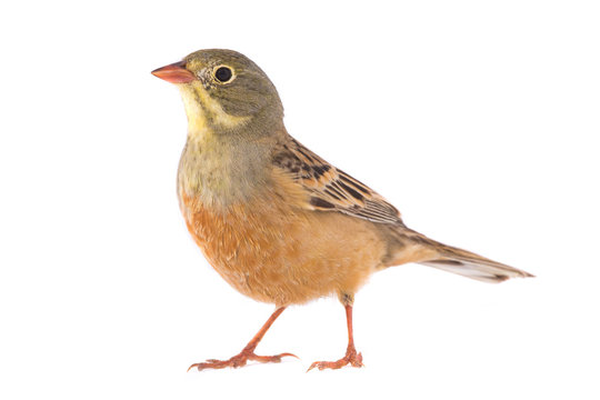 ortolan