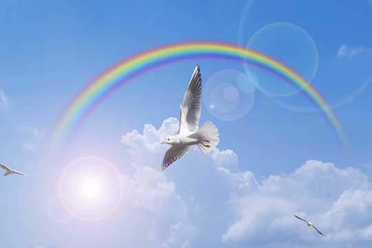 虹と羽ばたく鳥 Cg合成 Stock Photo Adobe Stock