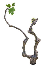 Grape vine isolated on white background © Dmitry