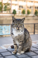 Naklejka na ściany i meble Stray cats on the river side - 川辺の野良猫