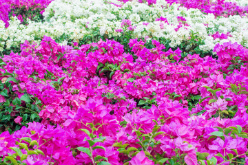 flower background