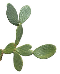 close up of cactus isolated on white background
