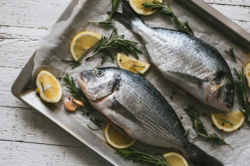 Fresh uncooked Dorado or sea bream fish with lemon and rosemary lie on a metal baking tray on the white wooden  background