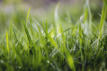 green grass and water drops after rain.
