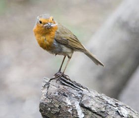 Robin