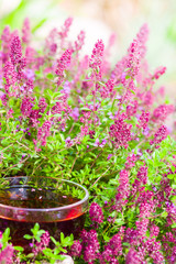 Cup of herbal tea in middle of thyme herbs