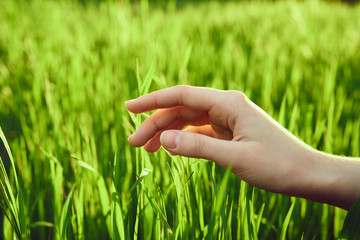 pure green grass on a meadow, hand