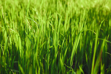 Fototapeta na wymiar green grass, field, summer