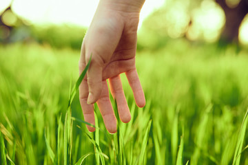 hand, green grass