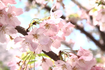cherry blossoms under the blue sky