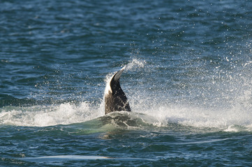 Killer Whale, Orca, hunting a sea lion pup, Peninsula Valdez, Patagonia Argentina