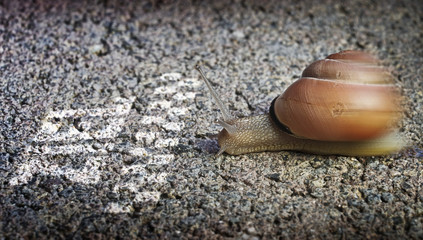 Schnecke Ziel