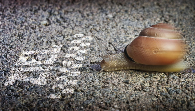 Schnecke Ziel