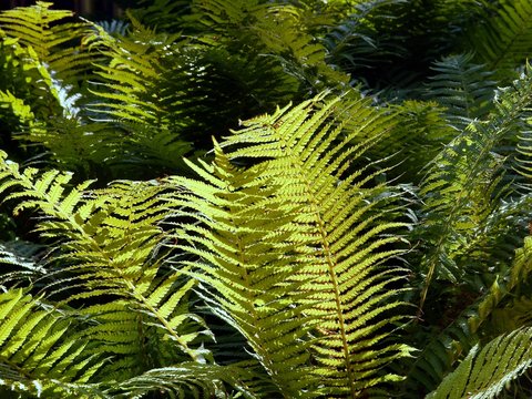 fernery plant in forest