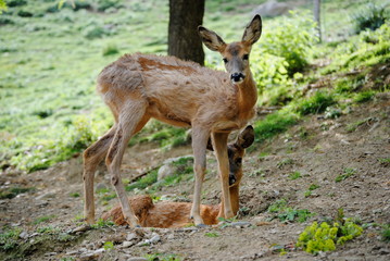 Biche