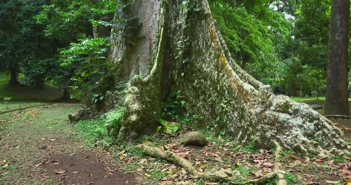 Video footage of a large old trees with big and high trunk in the tropical forest, shot in 4K resolution