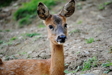 Biche