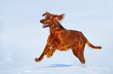 Hunting dog Irish Red setter on winter walk.