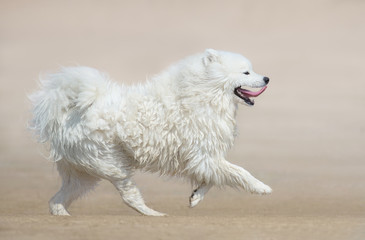 White fluffy dog of breed Samoyed dog running on beach. Monochrome sand color background.