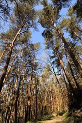Am Hohen Elbufer (bei Lauenburg) führt der Elberadweg durch imposante Waldgebiete