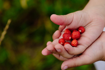 Small child hands offering fresh wild strawberries