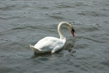 Obraz premium コハクチョウ