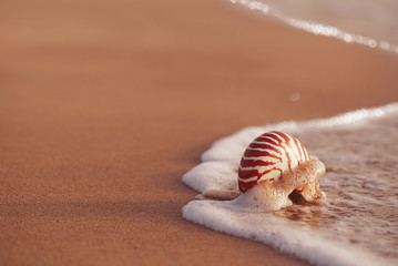 seashell nautilus on sea beach with waves under sunrise sun light