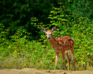 Naklejka na ściany i meble Young male whitetail deer fawn on the edge of the forest.
