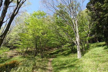雑木林の新緑