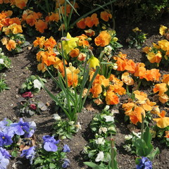 Pretty many small cheerful colorful spring flowers