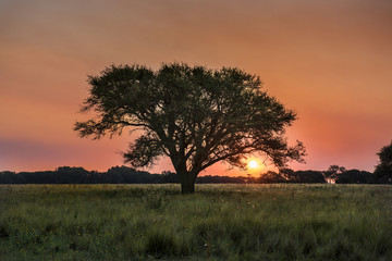 Pampas landscape, Argentina