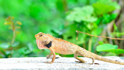 Chameleon on a wall ground.