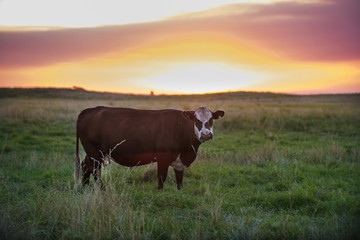 Cow at sunset