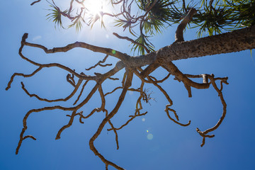 Pandanus sky and sun

