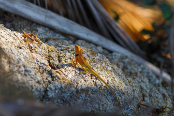 Changeable Lizard ( Calotes versicolor ) 
